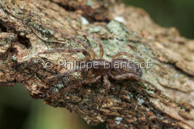 Segestriidae_0004-1.JPG - France, Araneae, Segestriidae, Araignée, Ségestrie (Segestria senoculata), Snake-back spider